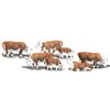 N Vaches de Hereford