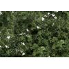 Feuillage fin vert moyen