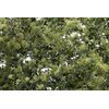 Feuillage fin vert olive