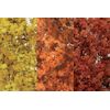 Feuillage fin couleur d'automne