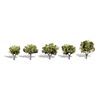 1 1/4-2 Early Light 5/Pk