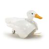 Canard marcheur et nageur