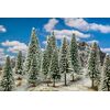 18 Wintertannen