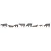 Vaches de montagne