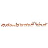 Daims Cerfs rouges