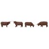 Bovins Highland bruns