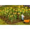 16 Tournesols
