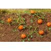 6 plants de courge