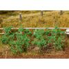 18 plants de tomates
