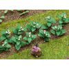 14 Plantes de tabac