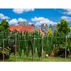 Champ de houblon avec perches