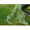 Feuillage vert moyen