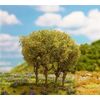 4 PREMIUM Spätsommer-Büsche