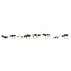 Vaches noir et blanc