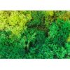 Mousse d'Islande mélangée verte 50 g
