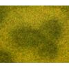 PREMIUM Landschafts-Segment  Wiese  hell