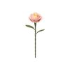 ROKR Light Pink Camellia
