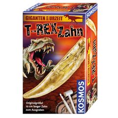 GIGANTEN URZEIT T-Rex Zahn 7+