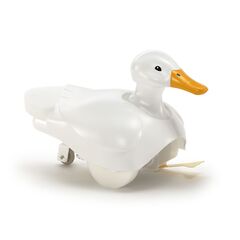 Canard marcheur et nageur