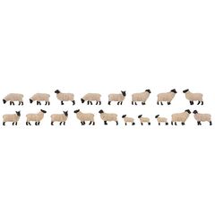 18 Moutons à tête noire