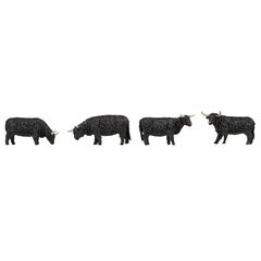 Bovins Highland noirs