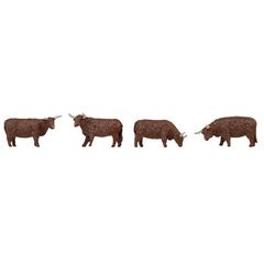 Bovins Highland bruns