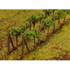Weinreben