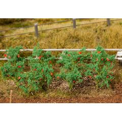 18 Tomatenpflanzen