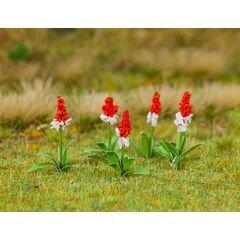 32 Orchideenprimeln