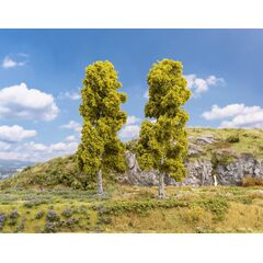 2 bouleaux