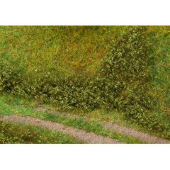 Blätterfoliage  sommergrün