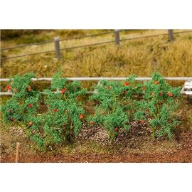 ARW01.181259-18 Tomatenpflanzen