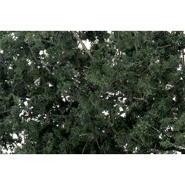 Feuillage fin vert foncé