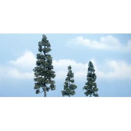 3 Wacholder 13 cm  7 5 cm u. 6 cm