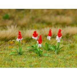32 Primevères à l'orchidée