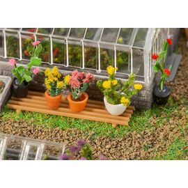 6 plantes en pot