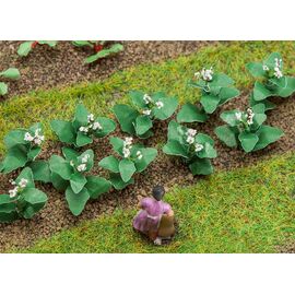 14 Plantes de tabac