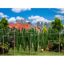 Champ de houblon avec perches