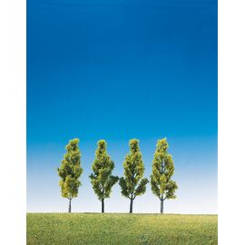 4 bouleaux