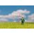 Fibres à saupoudrer Herbe sauvage Prairie d'été précoce 4 mm 1 kg, 2 image