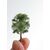 48 Arbres d'ornement, 2 image