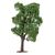 Acacia, 2 image