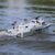 SCHIFF RIVERINE 22 559mm EP RTR OHNE Akku und OHNE Ladegerät NETTO/NETTO PREIS OHNE RA, 5 image