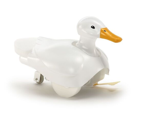 ARW10.70257-Walking and Swimming Duck