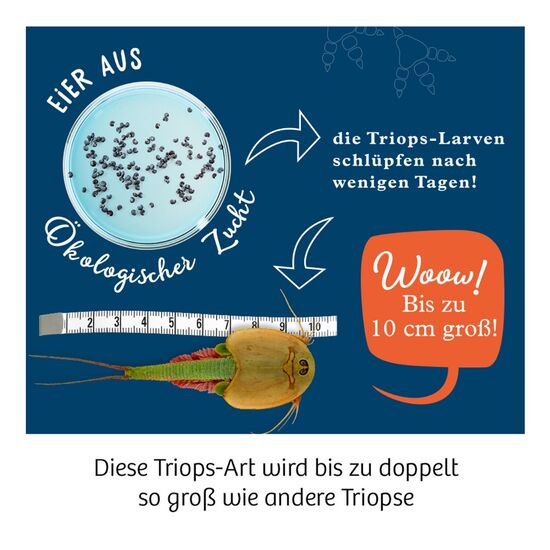 URZEITKREBSE Triops-Giganten 8-14, 5 image