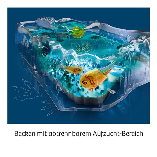 URZEITKREBSE Triops züchten 8-14, 4 image