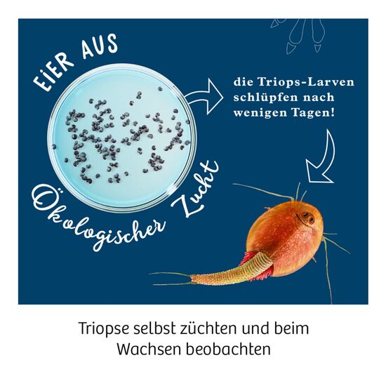 URZEITKREBSE Triops züchten 8-14, 5 image