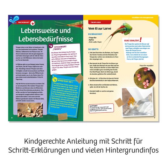 URZEITKREBSE Triops züchten 8-14, 6 image