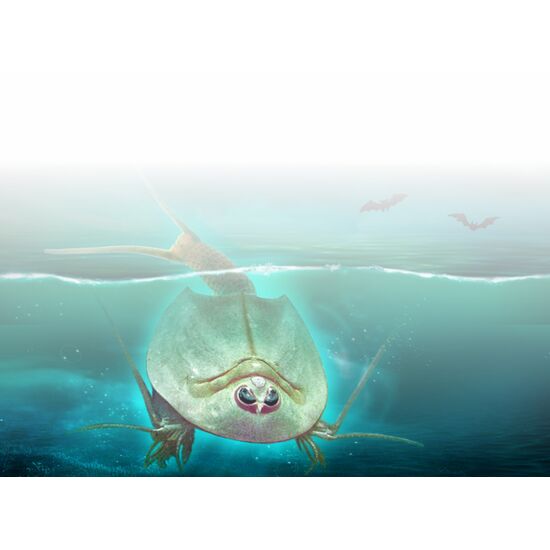NATUR Geister-Triops 9+, 2 image