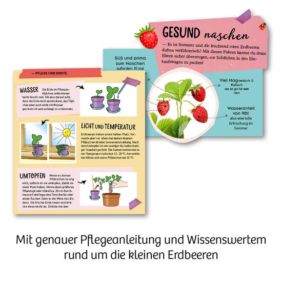 MITBRING Feen-Erdbeeren 6-9, 5 image